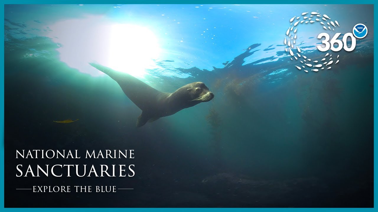 Explore The Blue: 360° Serengeti of the Sea
